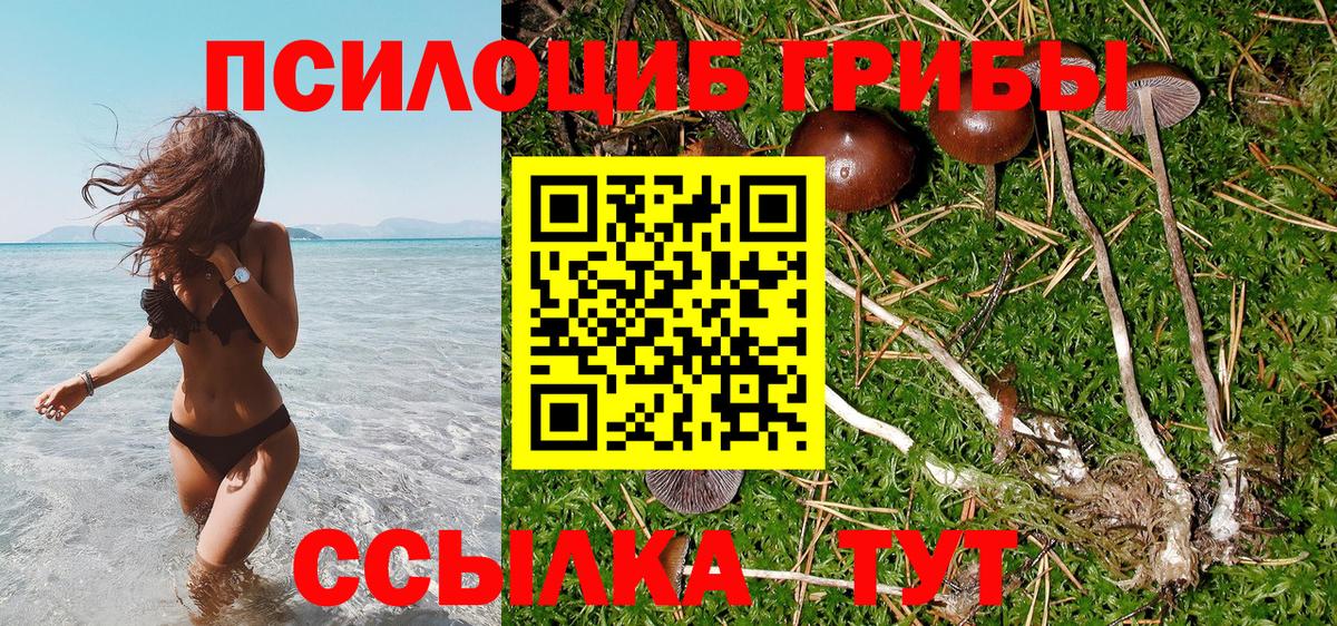 Галлюциногенные грибы Psilocybine cubensis Коркино